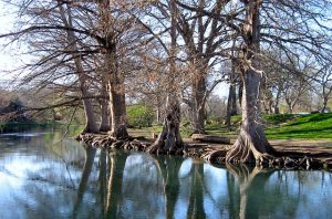 pflugerville tree trimming and health
